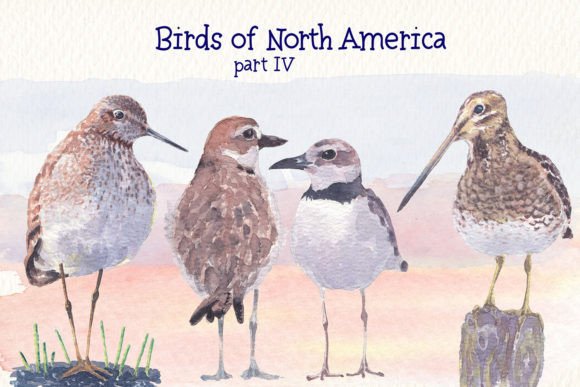 Bringing Nature to Life: A Comprehensive Guide to Birds of North America Part 4 Watercolor Design Assets