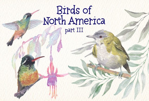 Evaluating the Birds of North America Part 3 Watercolor Collection for Creative Projects
