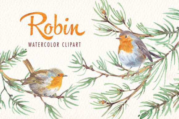 Robin Bird Watercolor Clipart for Every Creator