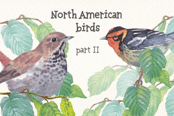 Stunning Birds of North America Part 2 Watercolor Art